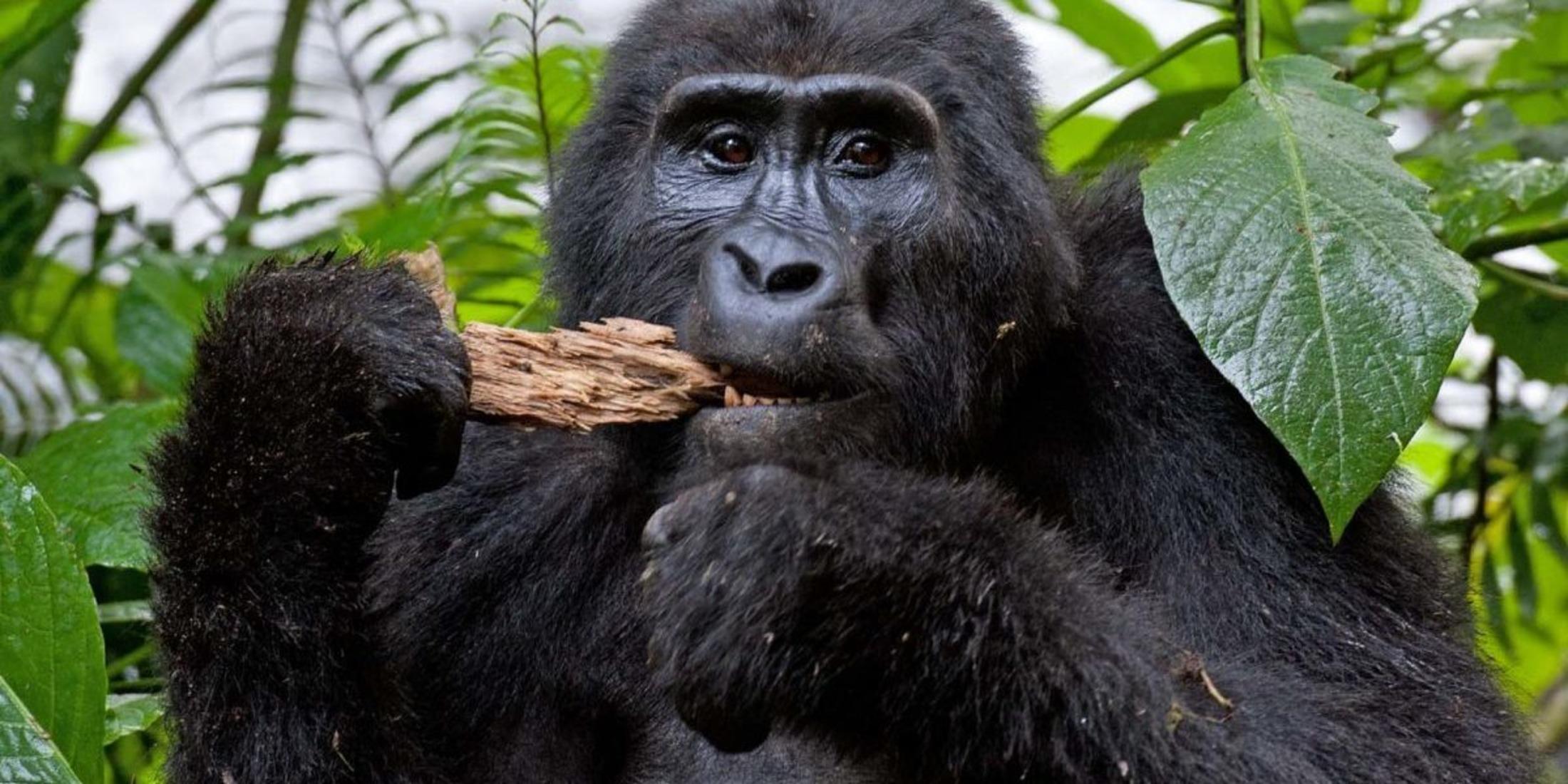 Mountain gorilla feeding in the Virunga national park in Congo