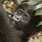 Gorilla Trekking Difficulty Uganda