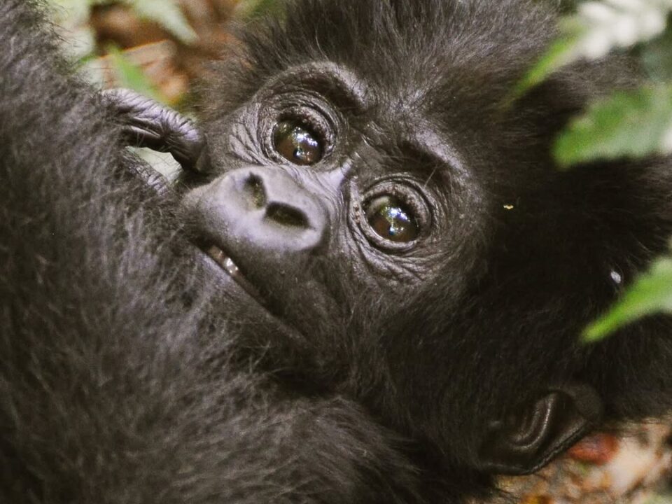 Gorilla Trekking Difficulty Uganda