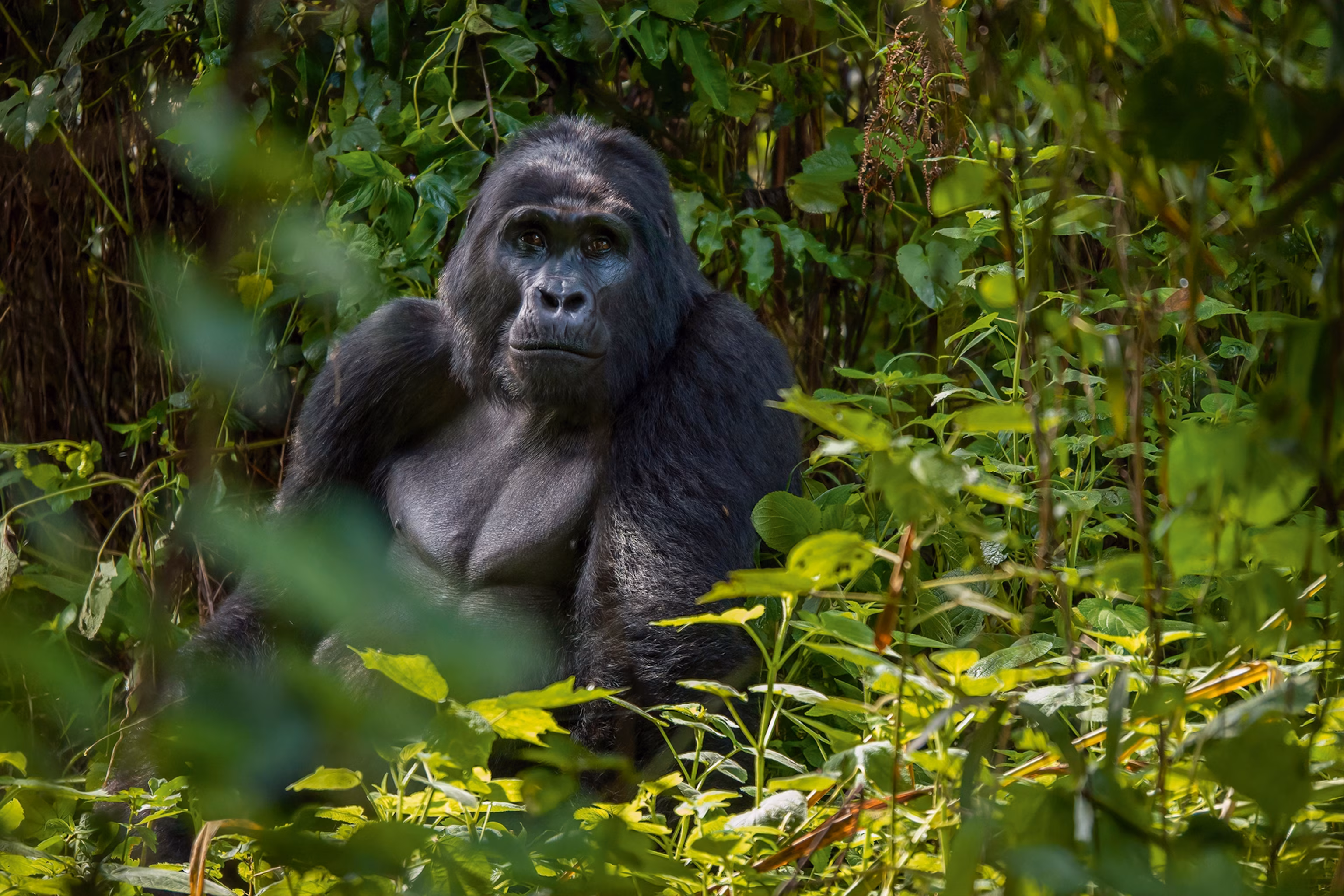 Gorilla Habituation Experience Bwindi