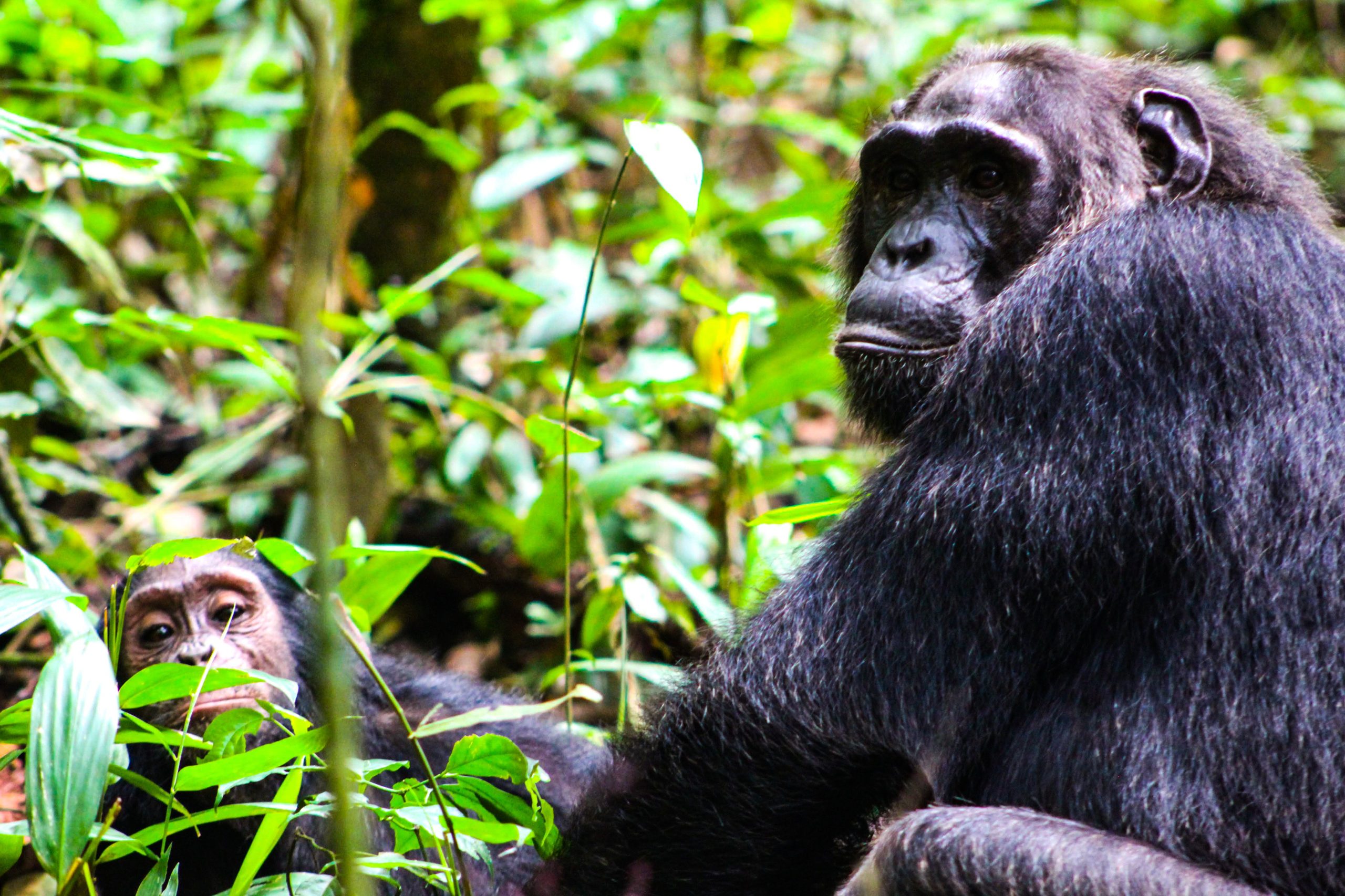 Chimpanzee in Budongo forest