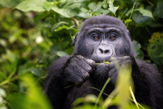 Mountain gorilla in Bwindi impenetrable national park