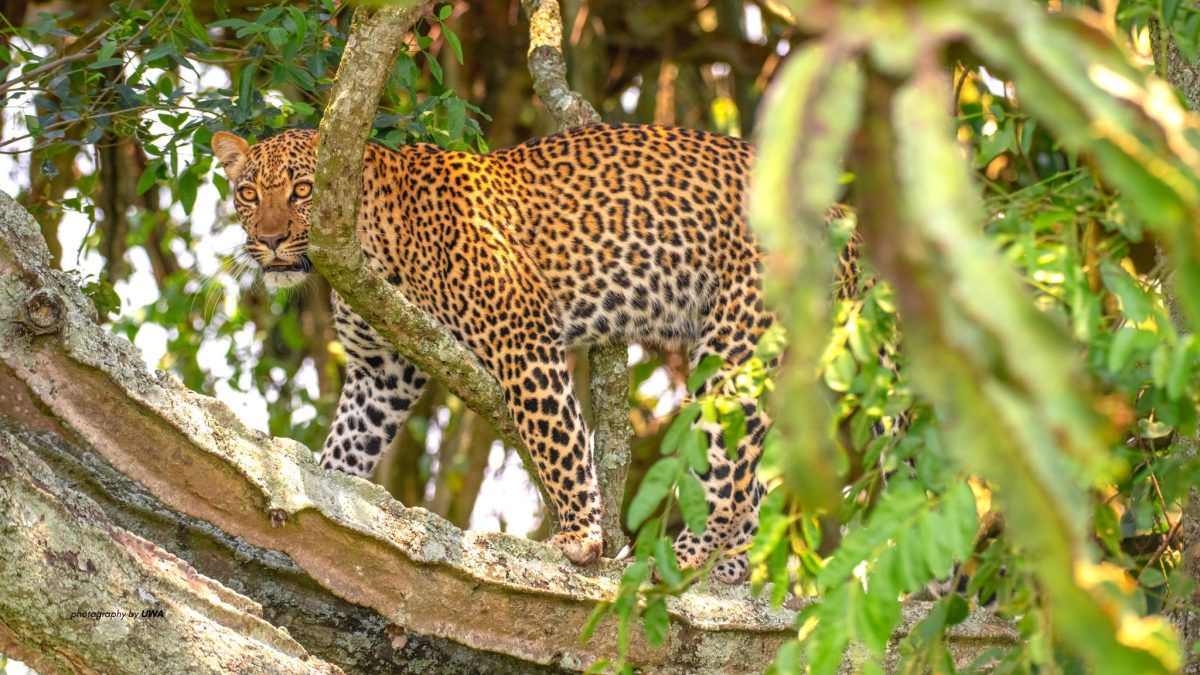 Wildlife to see in Uganda.
