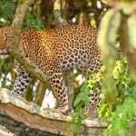 Wildlife to see in Uganda.