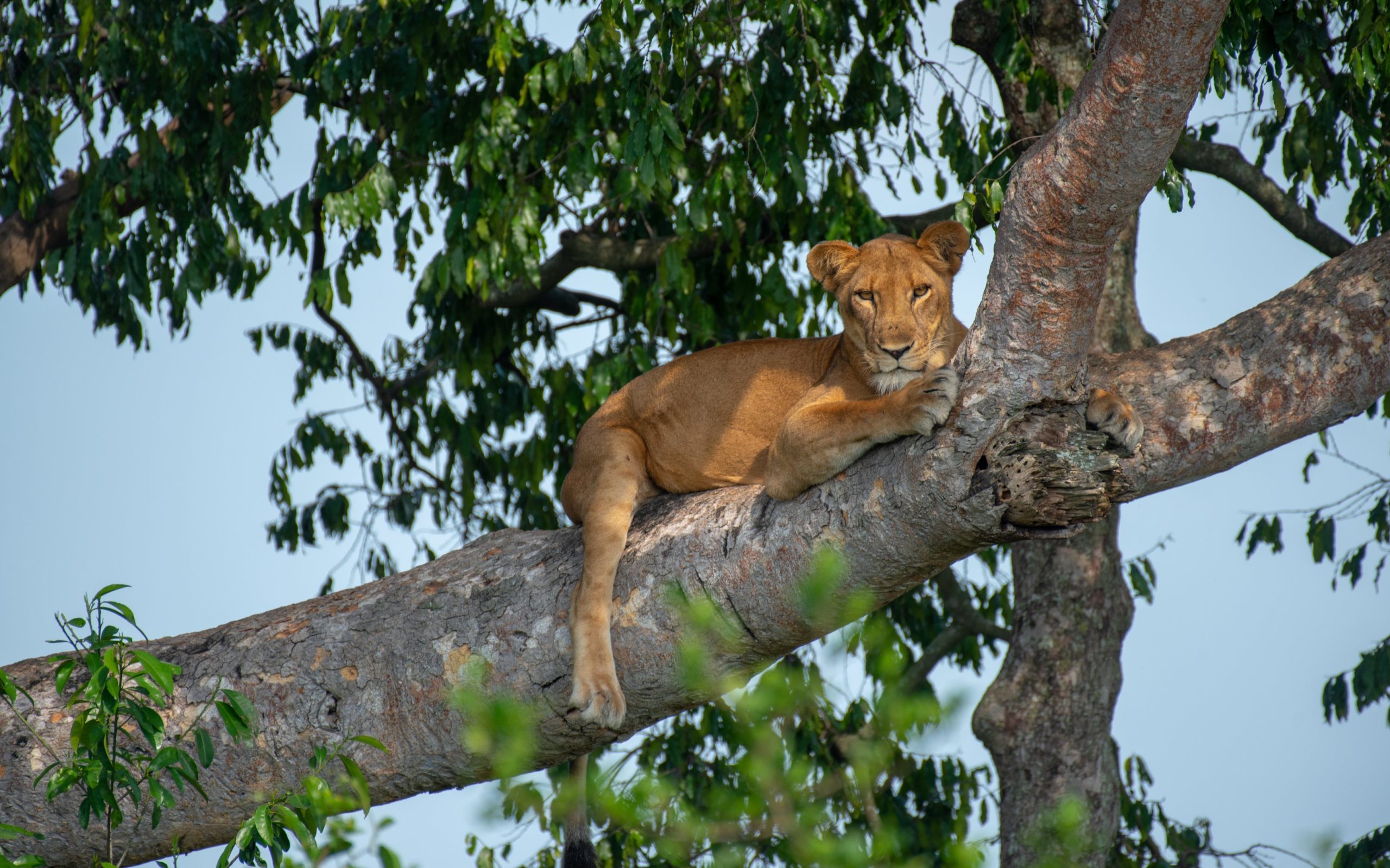 Tree Climbing Lion in Queen Elizabeth National Park