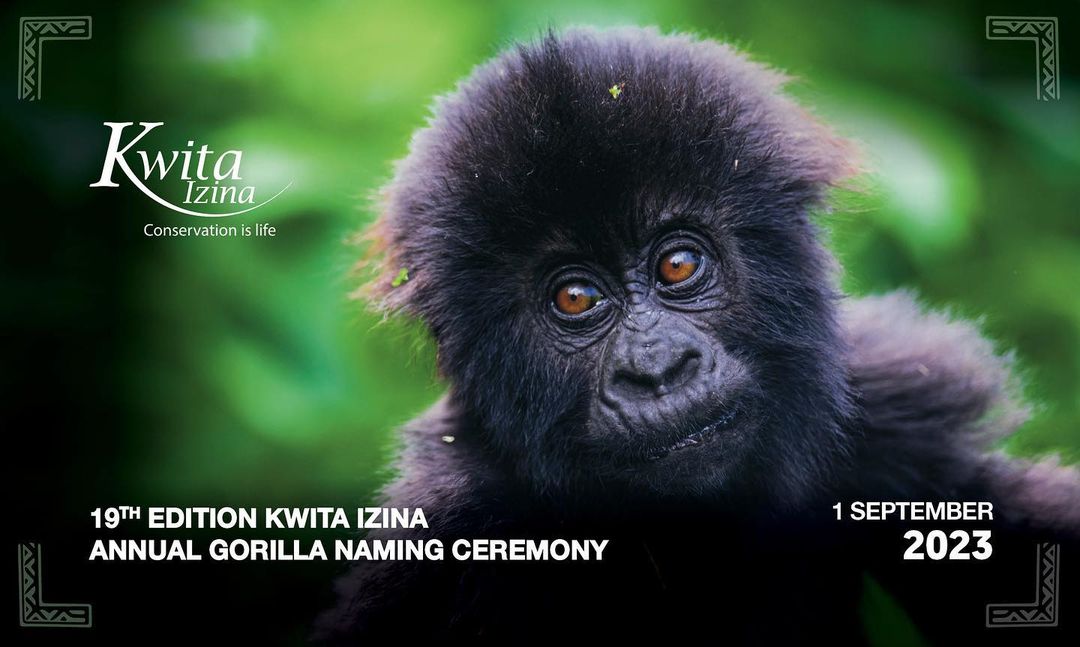 19th Gorilla naming ceremony- Kwita Izina 2023