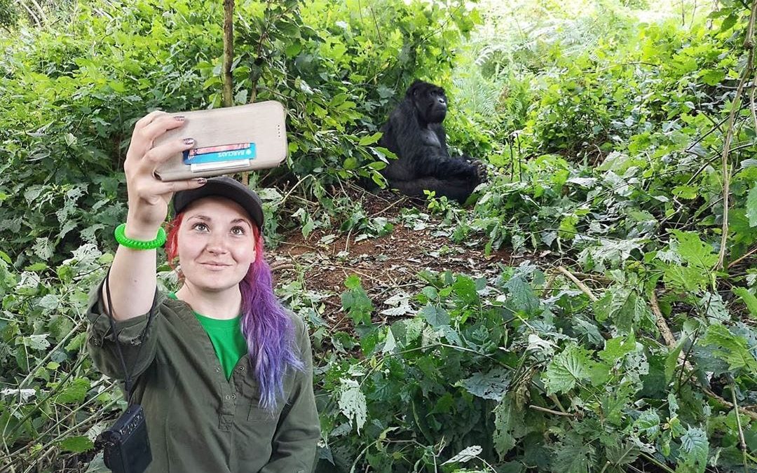When to go Gorilla trekking| Choose the best time