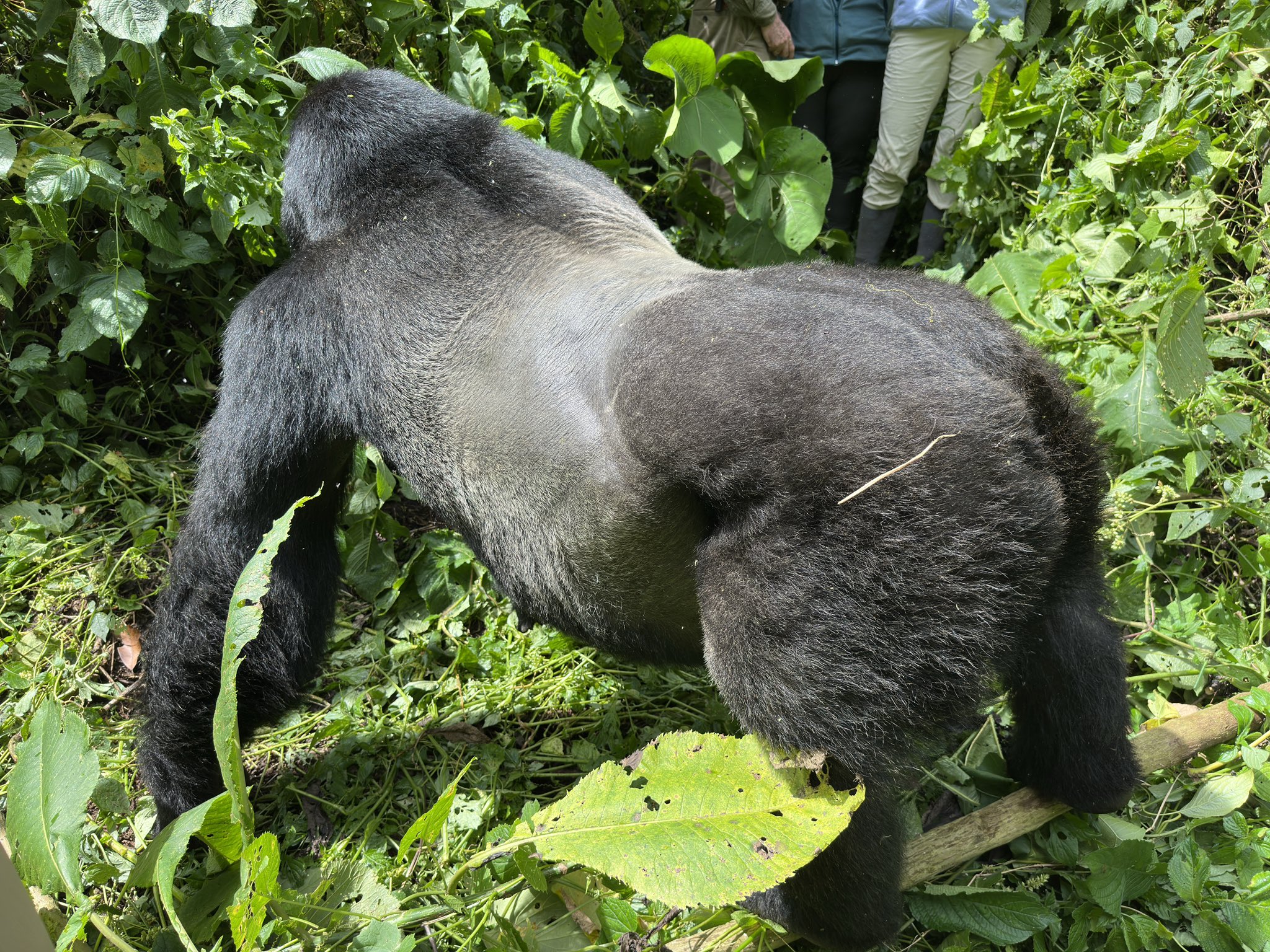 Gorilla trekking experience