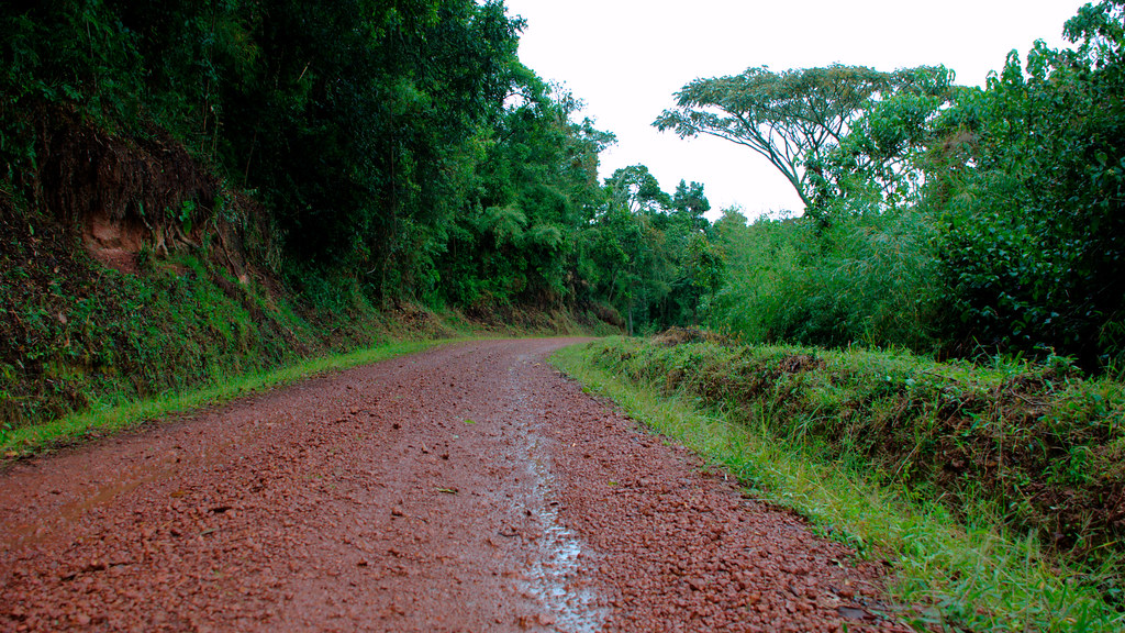 Marram road through Bwindi impenetrable forest