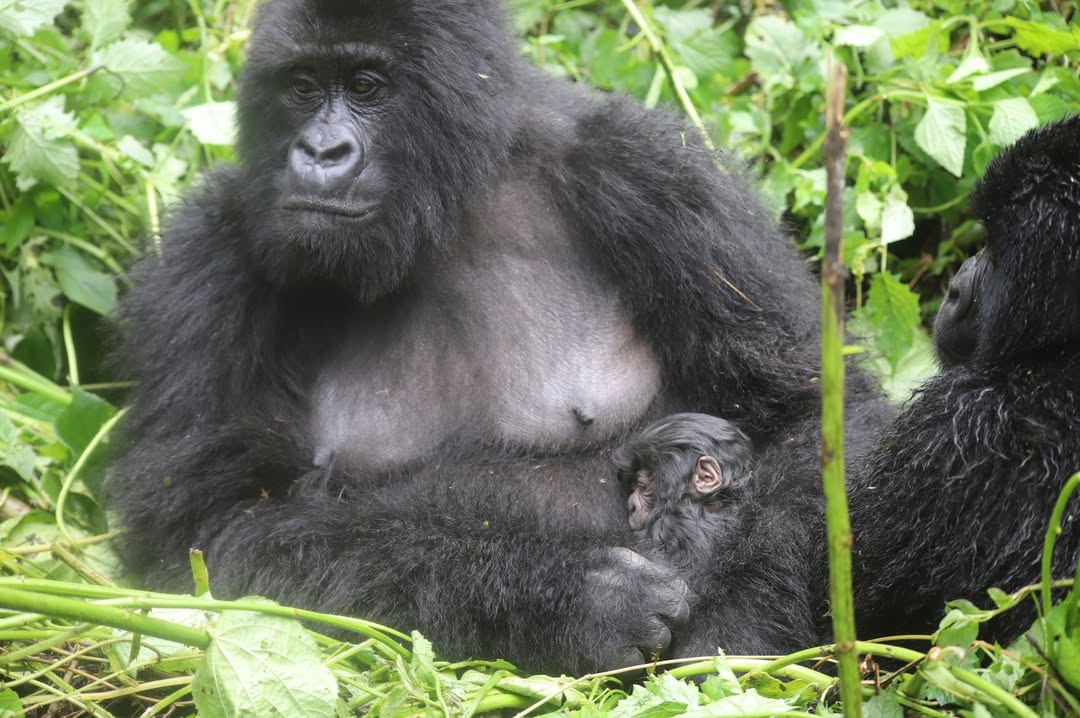 best primate safari experiences