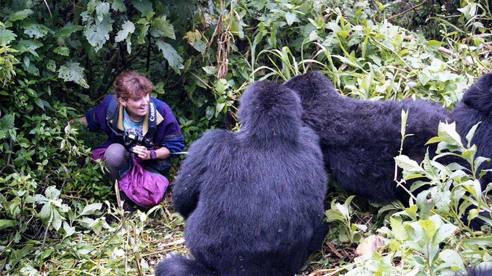 Tourist comfortably seated with the gorilla family enjoying the priceless moment on Rwanda's gorilla trekking