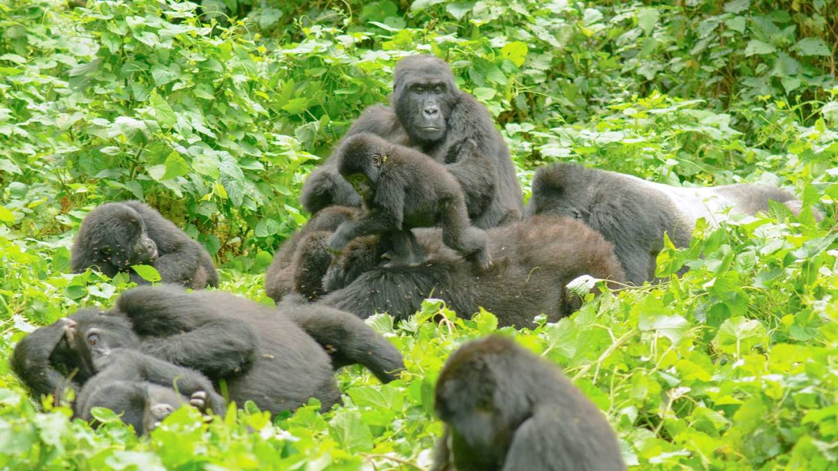 Gorilla trekking sectors in Bwindi Impenetrable forest