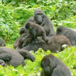 Gorilla trekking sectors in Bwindi Impenetrable forest
