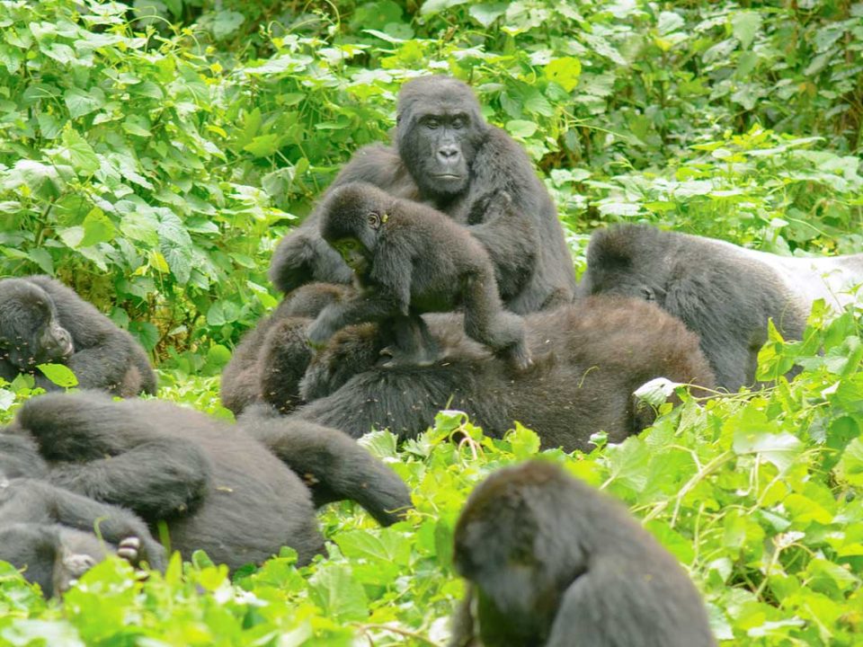 Gorilla trekking sectors in Bwindi Impenetrable forest