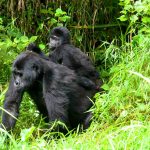 How long is Gorilla trekking?