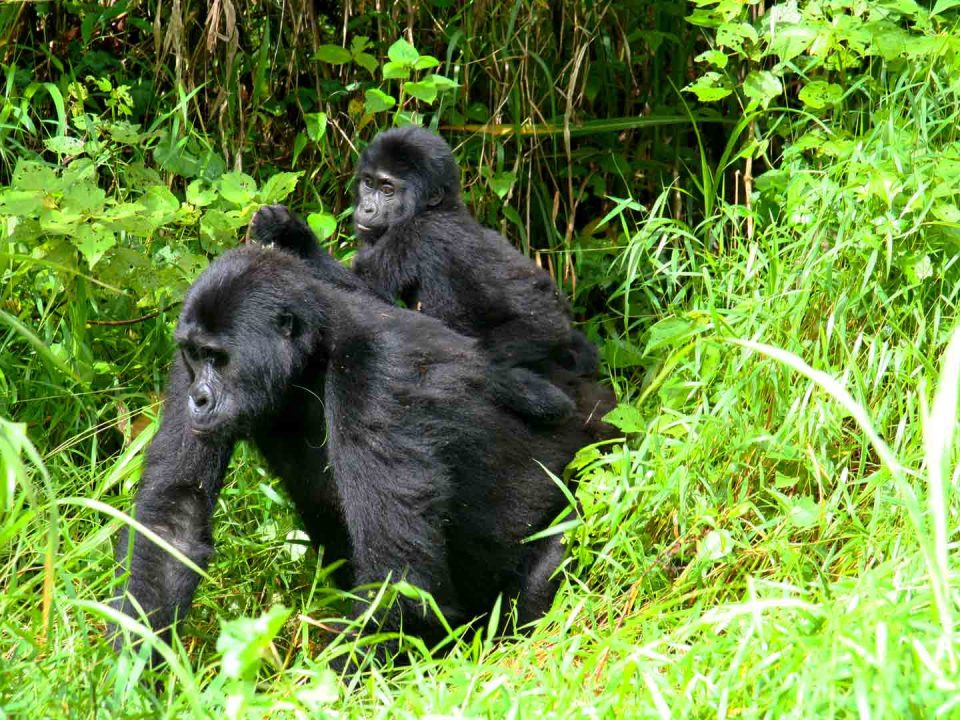 How long is Gorilla trekking?