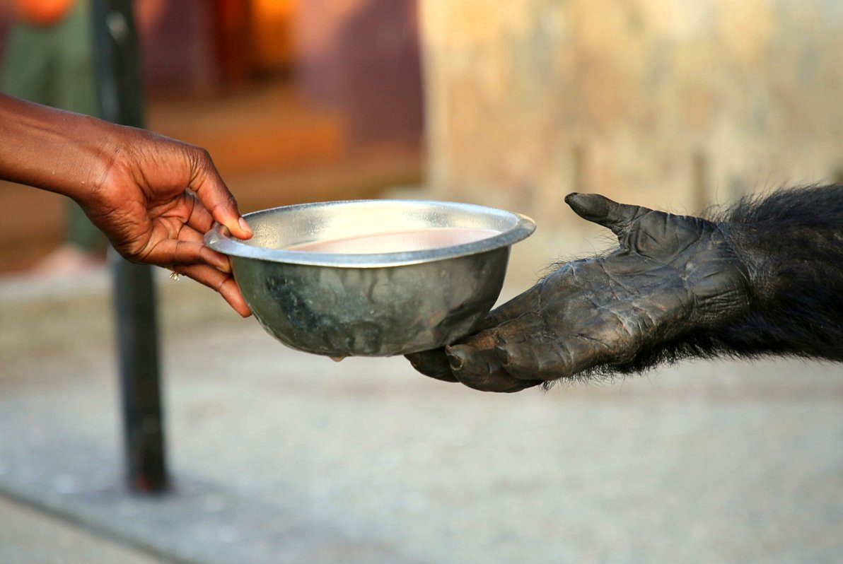 Ngamba Island Chimpanzee Experience
