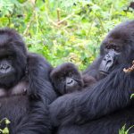 What is the best gorilla family to track in Uganda?