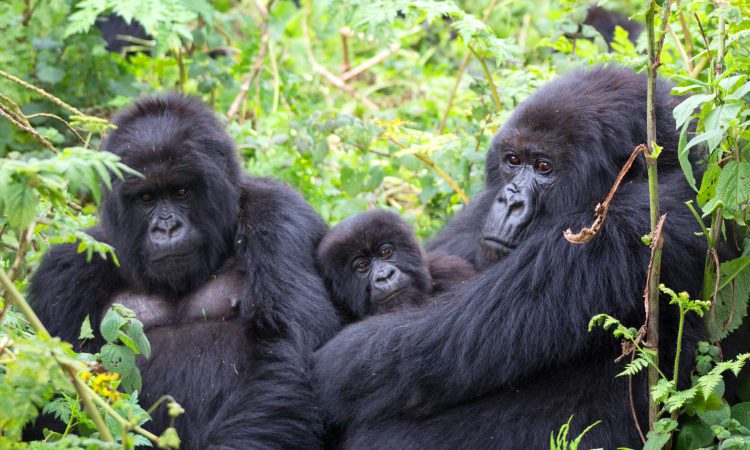What is the best gorilla family to track in Uganda?
