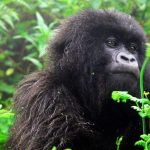 What do Gorillas Eat