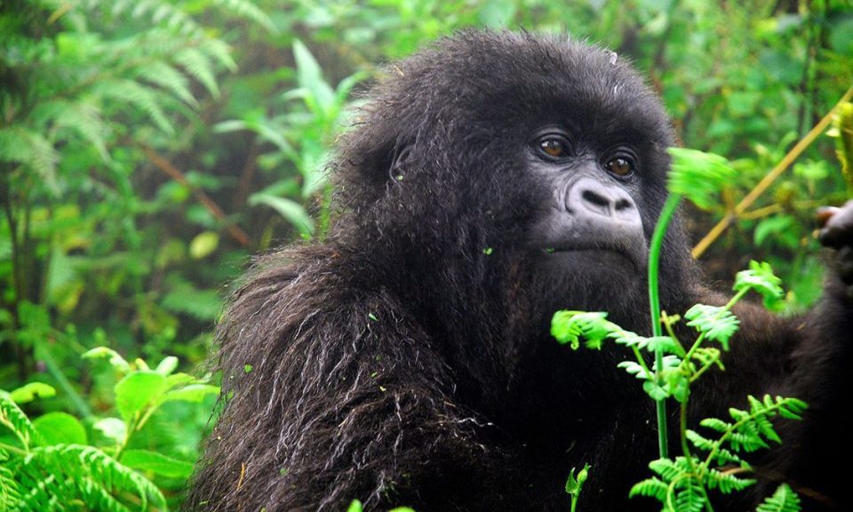 What do Gorillas Eat