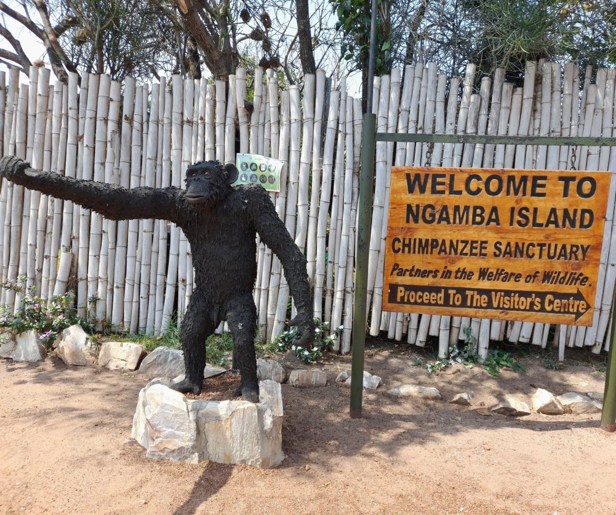 Ngamba Island Chimpanzee Experience