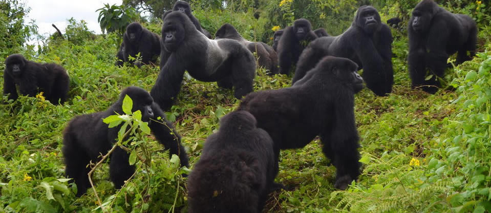 What is the best gorilla family to track in Rwanda?