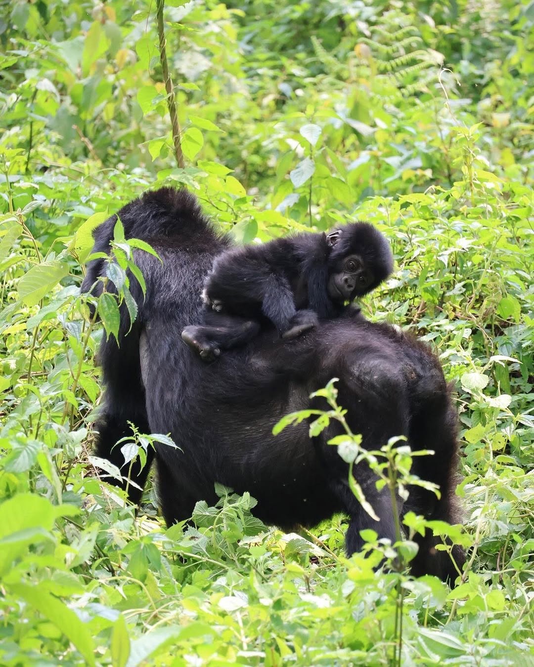 A Mother carrying its baby from Mishaya Family