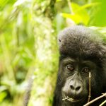 Wildlife in Bwindi impenetrable National park