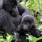 What age is recommended for Gorilla trekking?