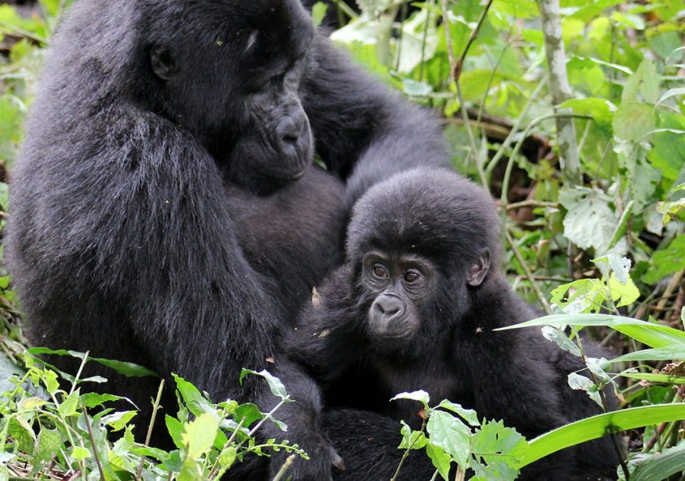 What age is recommended for Gorilla trekking?