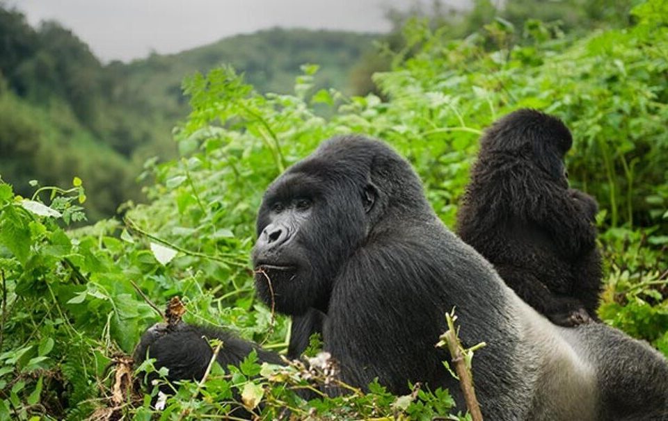 How to prepare for gorilla trekking in Uganda and Rwanda