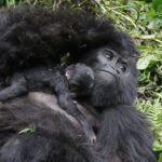 Fruits Gorillas Feed on 