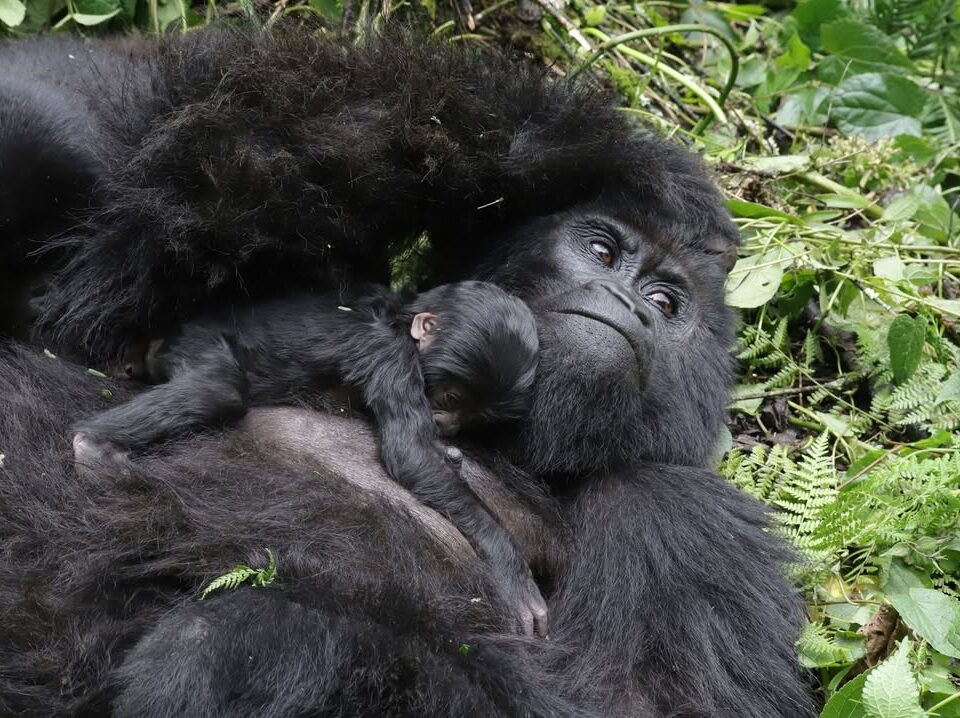 Fruits Gorillas Feed on 