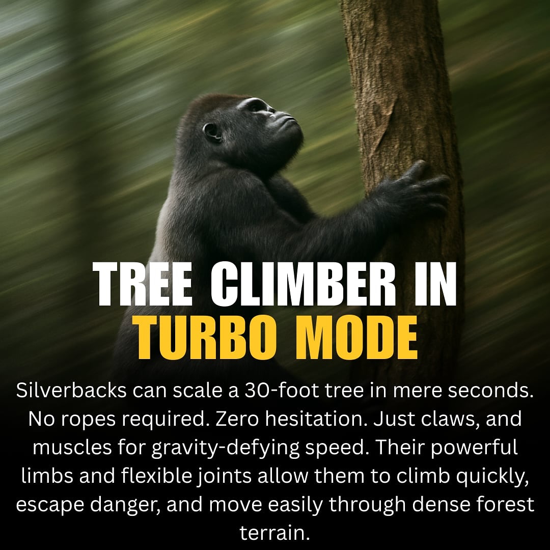 Gorillas are good climbers