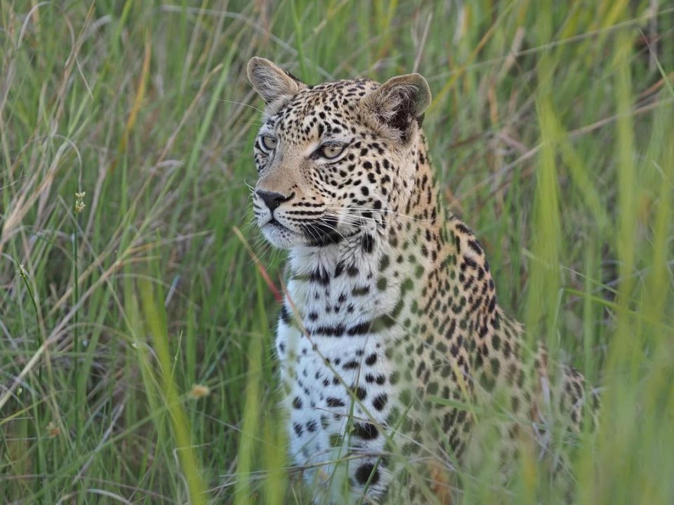 Top 10 Uganda Safari Destinations for 2025