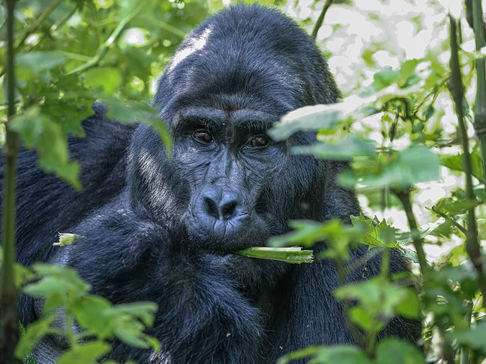 How to Combine Gorilla Trekking with a Wildlife Safari (2025 Guide)