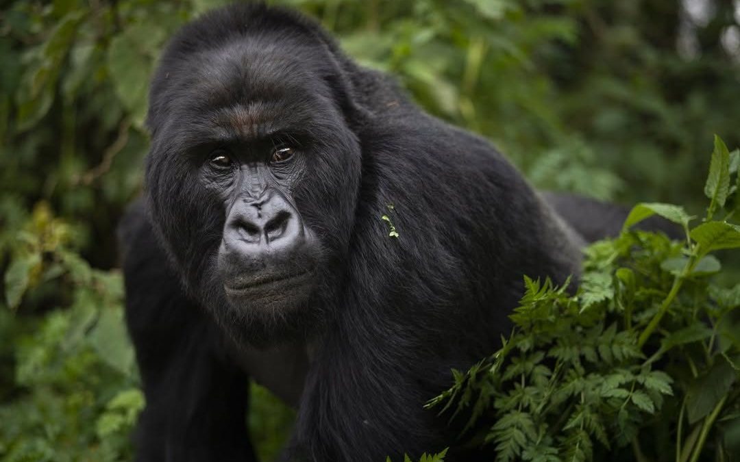 How to Get a Gorilla Trekking Permit in Uganda (2025 Update)