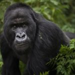 How to Get a Gorilla Trekking Permit in Uganda (2025 Update)