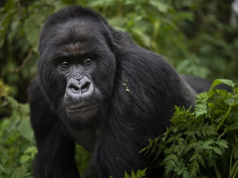 How to Get a Gorilla Trekking Permit in Uganda (2025 Update)