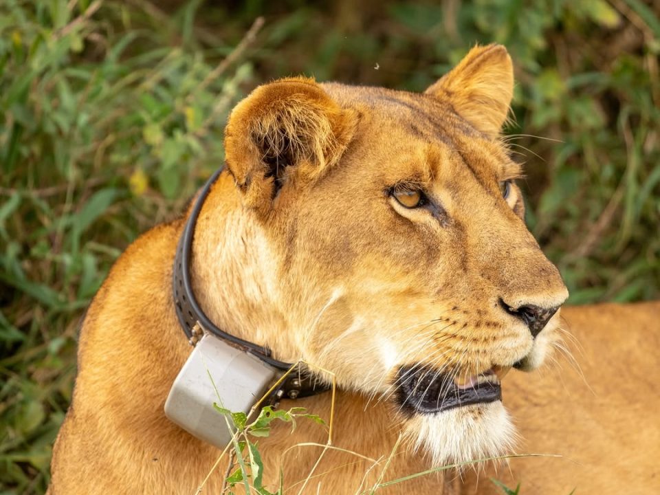 Murchison Falls National Park Travel Guide