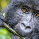 What to Expect on Your Gorilla Trek in Bwindi (2025 Guide)