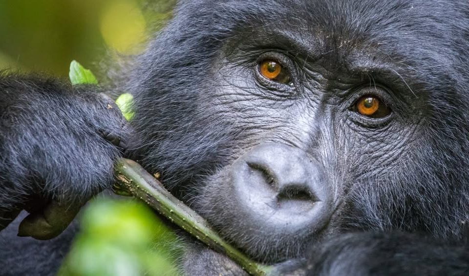 What to Expect on Your Gorilla Trek in Bwindi (2025 Guide)