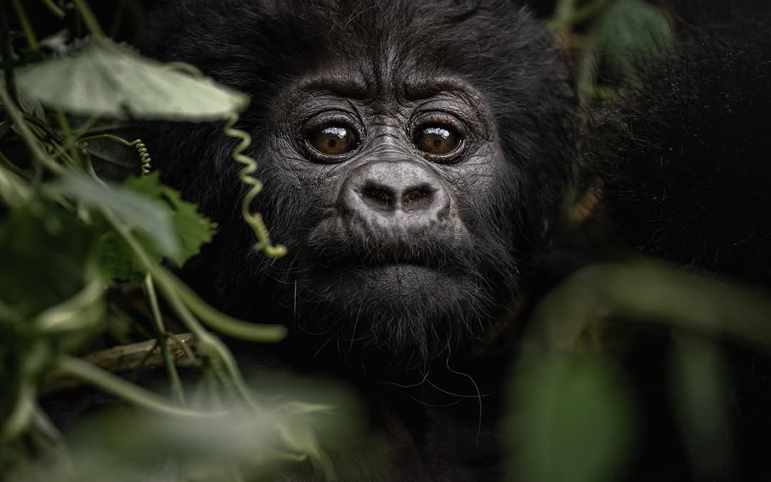 The Ultimate Guide to Gorilla Trekking in Uganda