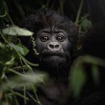 The Ultimate Guide to Gorilla Trekking in Uganda