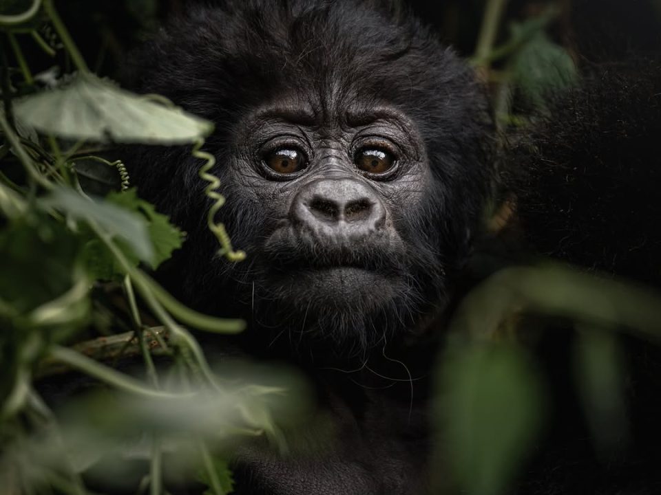 The Ultimate Guide to Gorilla Trekking in Uganda
