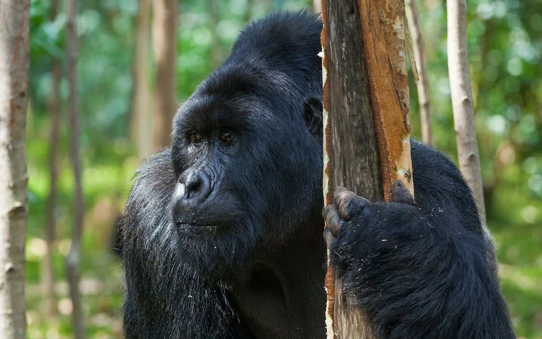 How Fit Do You Need to Be for Gorilla Trekking?