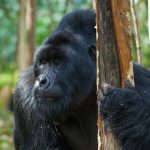 How Fit Do You Need to Be for Gorilla Trekking?