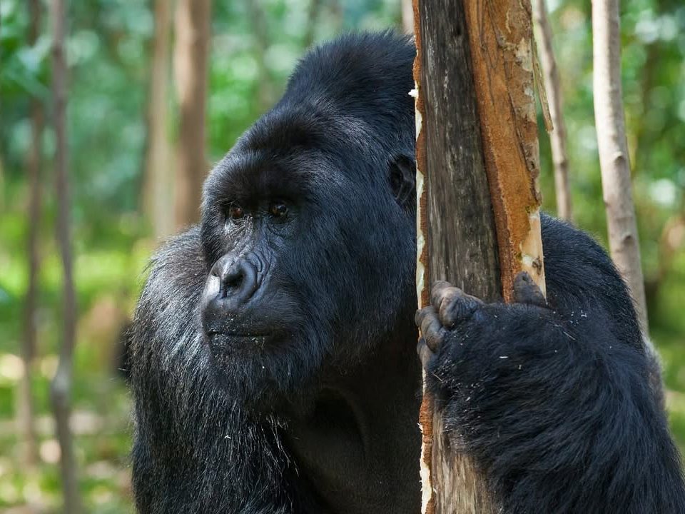 How Fit Do You Need to Be for Gorilla Trekking?
