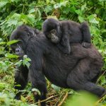 Uganda vs. Congo Gorilla Trekking